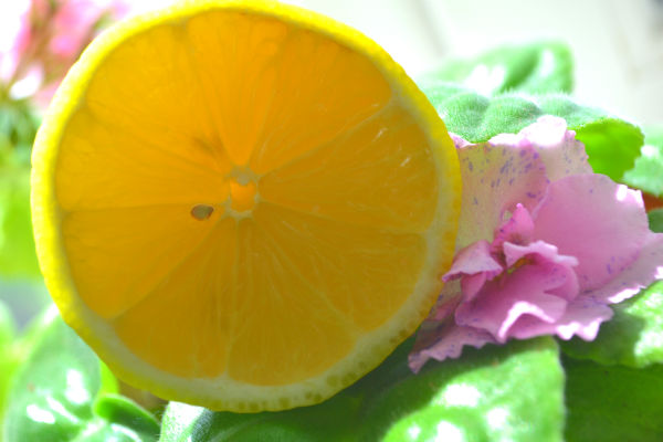 лимон полезные свойства