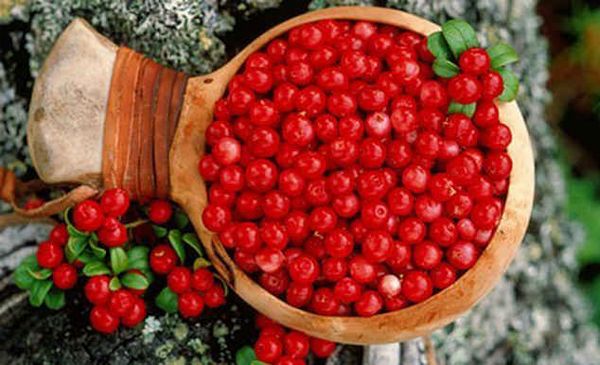 ягоды клюквы полезные свойства и противопоказания