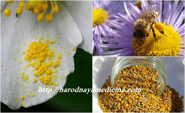 пыльца пчелиная полезные свойства и применение