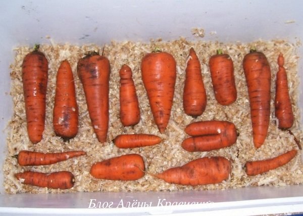 Как хранить морковь 