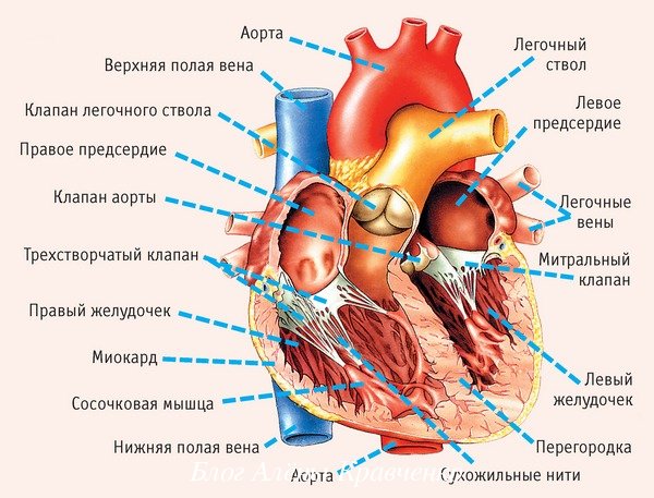 Прыгает давление то низкое то высокое что делать