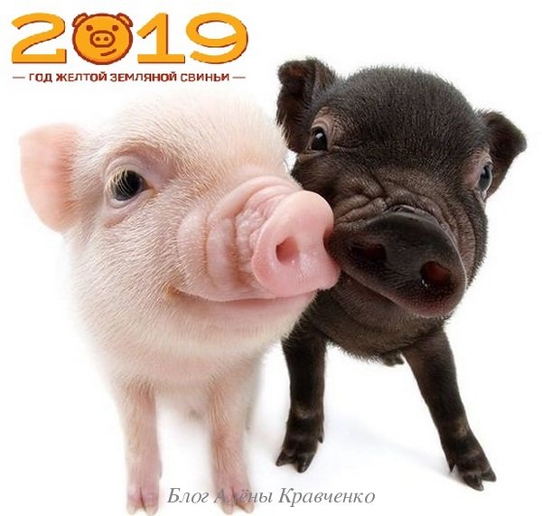 2019 год Свиньи 