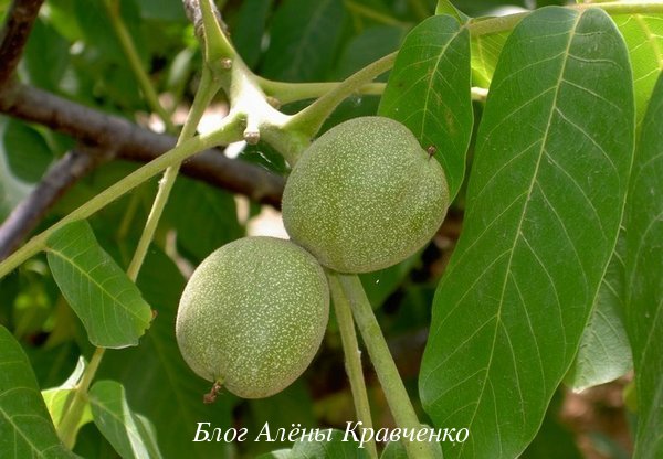 Зеленые грецкие орехи 