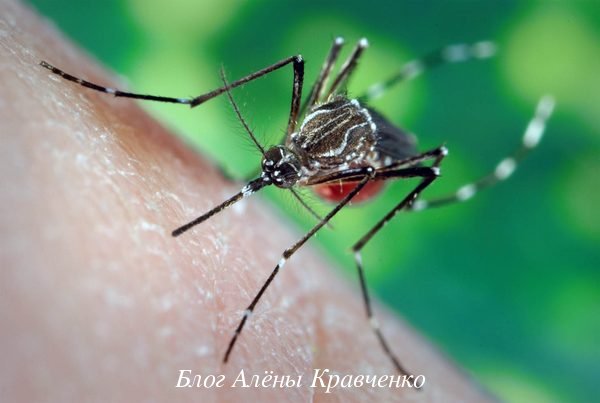 Укусил комар — как помочь себе и ребенку