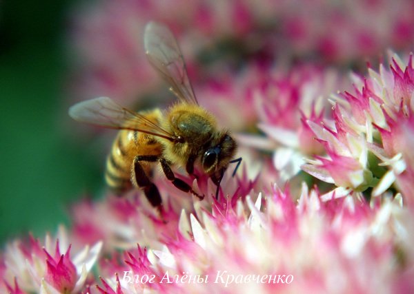 Укусы осы или пчелы