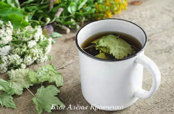 Как сушить листья смородины для чая