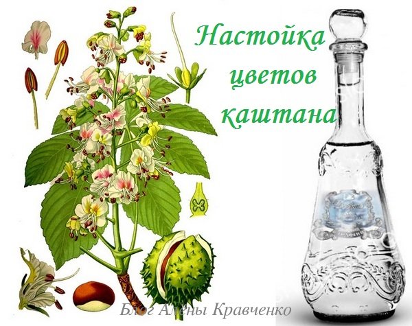 Настойка цветов каштана на водке – применение, как приготовить на воде, на спирту
